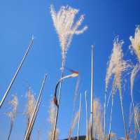 Sengokubara Susuki Sougen (Grass Field)