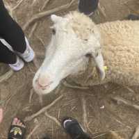 Zoodoo, Da Lat Zoo