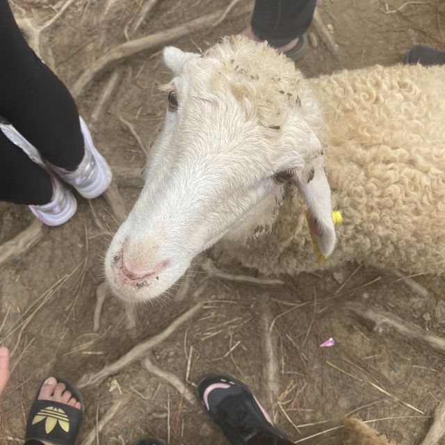Zoodoo, Da Lat Zoo