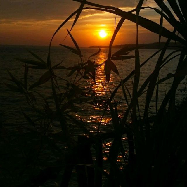 Panda Beach ll Panda Beach ll