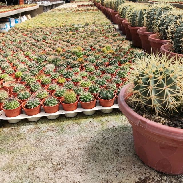 Alot of cactus! 