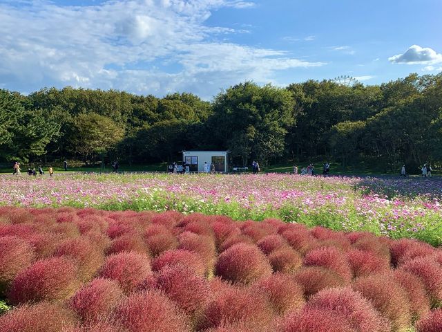 【茨城観光】一面に広がる"コキア”に圧巻。