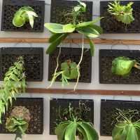 Calling Orchid Lovers! 