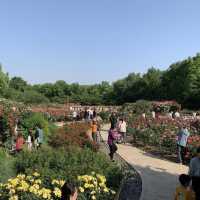 Zijing Park - International Rose Garden