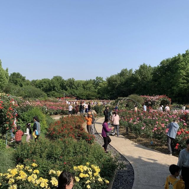 Zijing Park - International Rose Garden