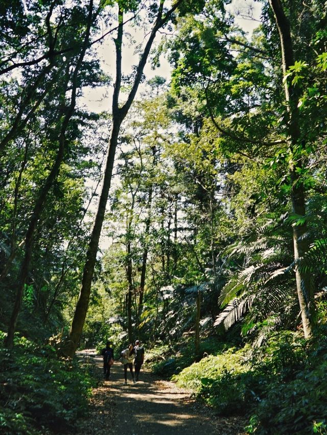 谷關七雄：白毛山，難度第六之我登頂了🏔