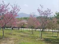 廣洲櫻花樂園