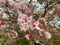京都　KYOTO SAKURAめぐり❗️京都御苑の車返桜に感動❗️