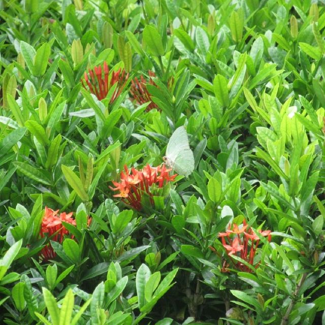 深圳天然大氧吧