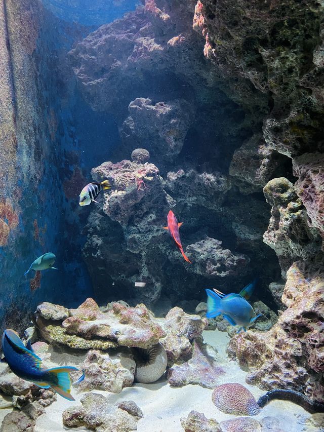 沖縄🌴美ら海水族館はサメがすごい❤️