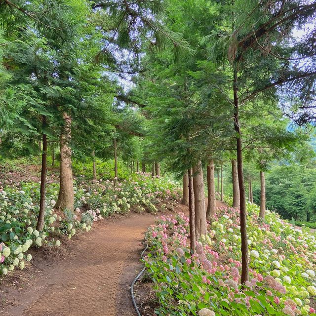 🌸나만 알고 싶은 보성 수국 핫스팟🌸
