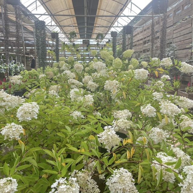 제주도 꽃 구경 명소, 보롬왓💐