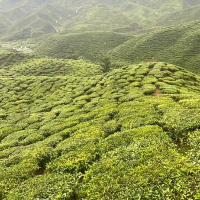 Chilling in Cameron Highlands 🇲🇾 