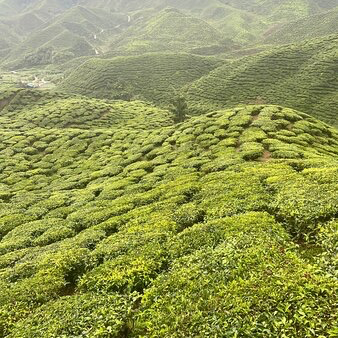 Chilling in Cameron Highlands 🇲🇾 