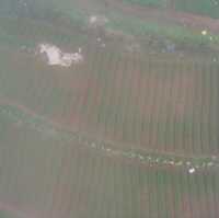Rice Farm from Above