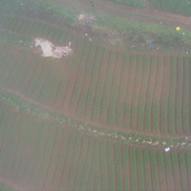 Rice Farm from Above