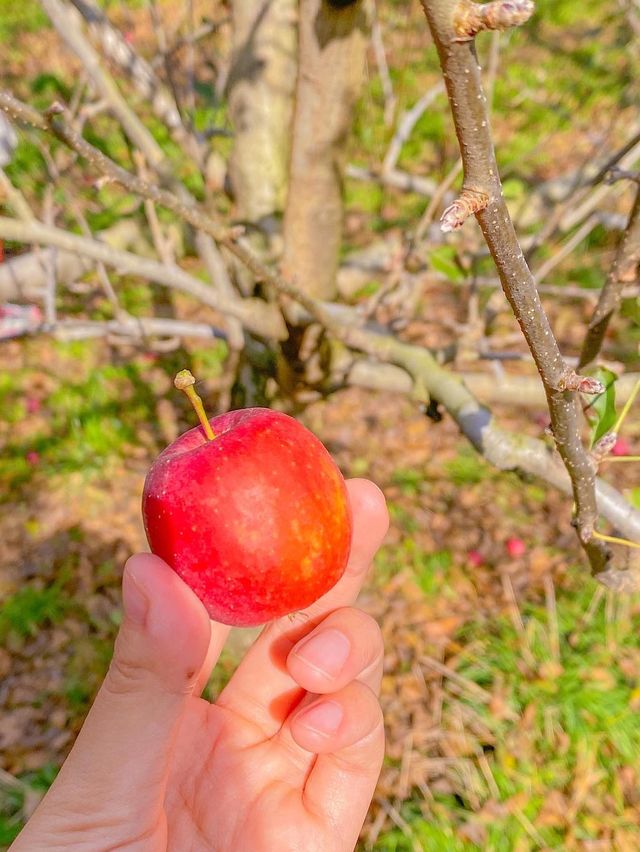 포천 이색 데이트코스 추천 🍎사과깡패