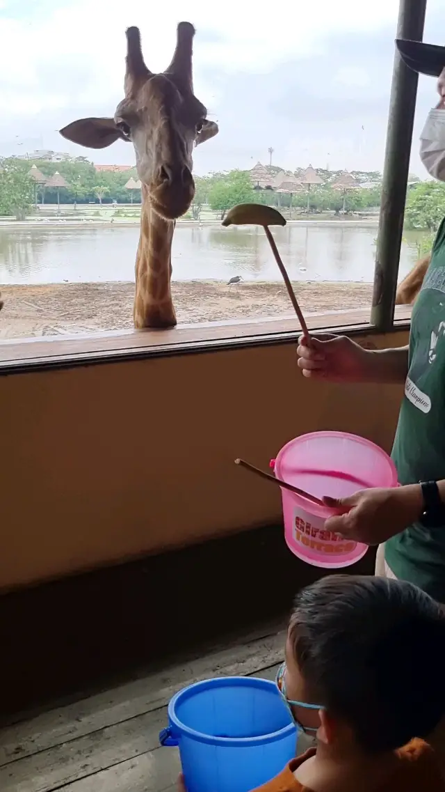 Feeding Giraffes At Safari World