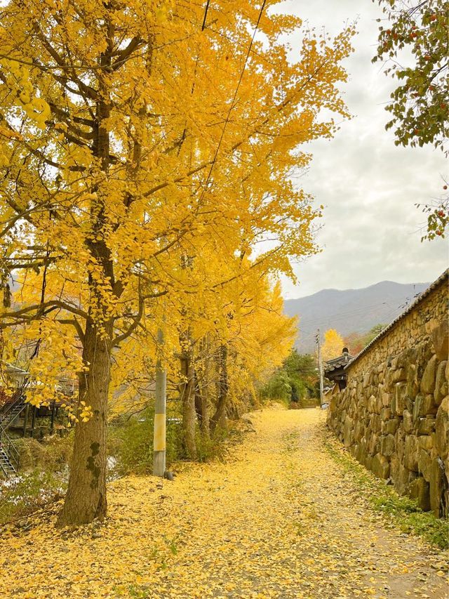 알록달록 예쁘게 물든 은행과 단풍을 볼 수 있는 울산 다담한옥🏠