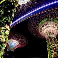 garden by the bay สิงคโปร์