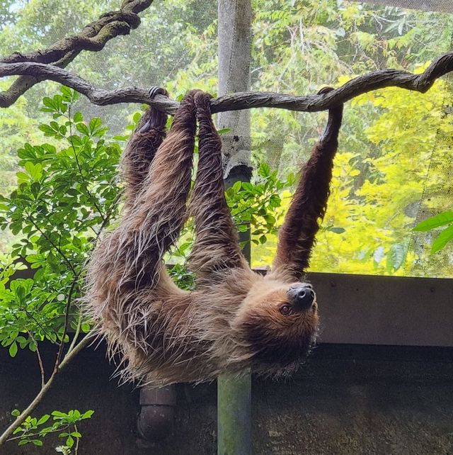 we're going to the zoo,zoo,zoo! how abt you?