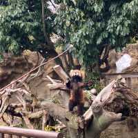 ひらかたパークの可愛い動物たち