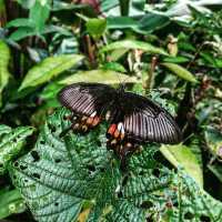 taman kupu-kupu Gita persada