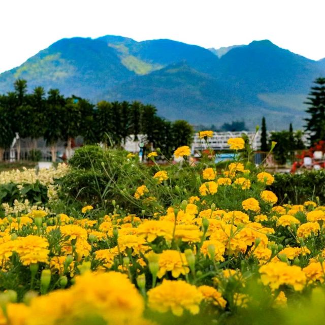 CELOSIA FLOWER PARK