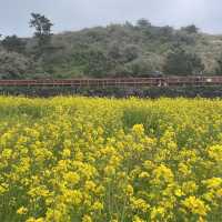 제주 유채꽃 포토존, 산방산 유채꽃밭 🌼