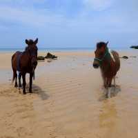 【沖縄･石垣島】海で乗馬が楽しめる‼️