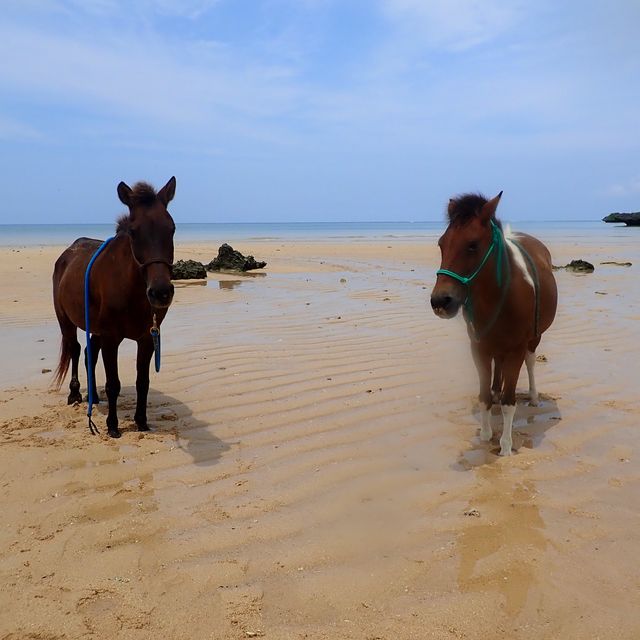 【沖縄･石垣島】海で乗馬が楽しめる‼️