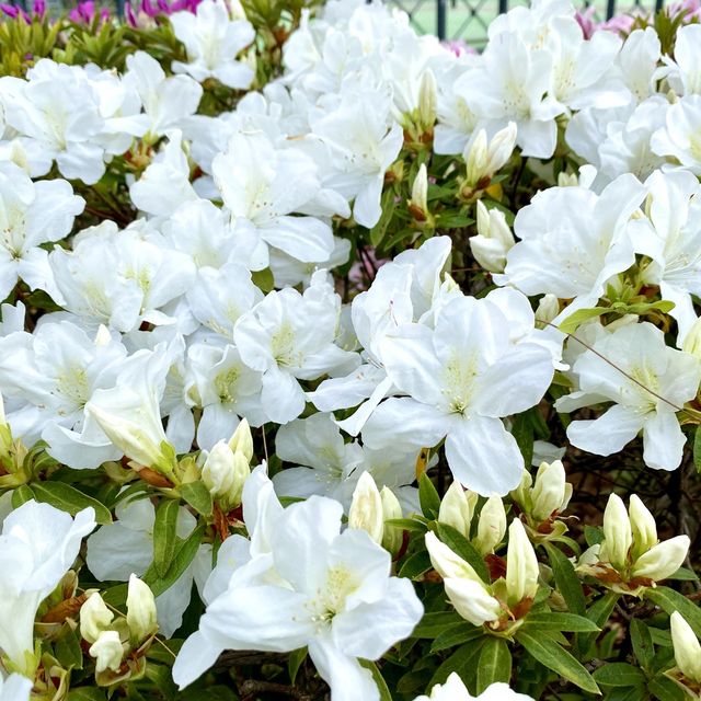 ［維多利亞公園］- 賞花好時機🌸🌺💐
