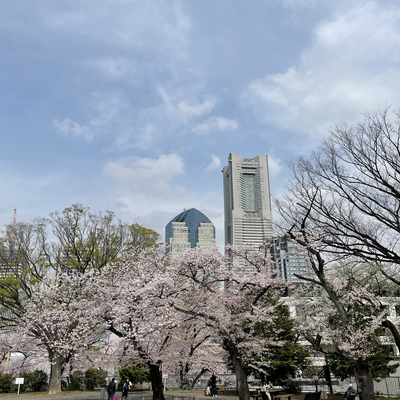桜が美しい 掃部山公園 Trip Com 横浜の旅のブログ