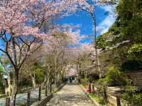 京都　SAKURA 桜めぐり❗️哲学の道の桜に感動❗️