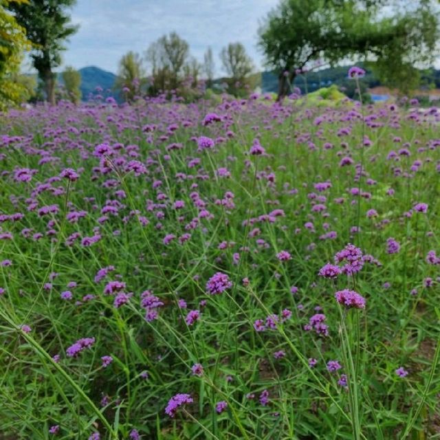 알록달록 예쁜 꽃들이 한가득🌼 가평 남도꽃정원