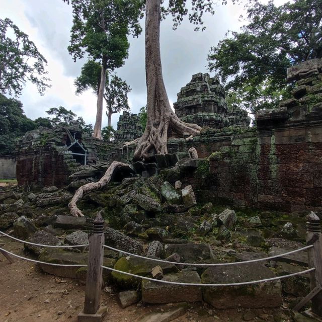 The Trees Roots Temple