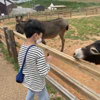 고창 상하농원👩🏻‍🌾🧑🏻‍🌾
