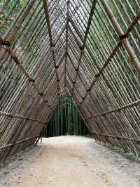 Amazing trip to bamboo forest in autumn