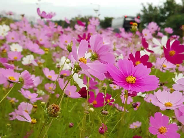 임진각 🤎 가을 피크닉 즐겨요