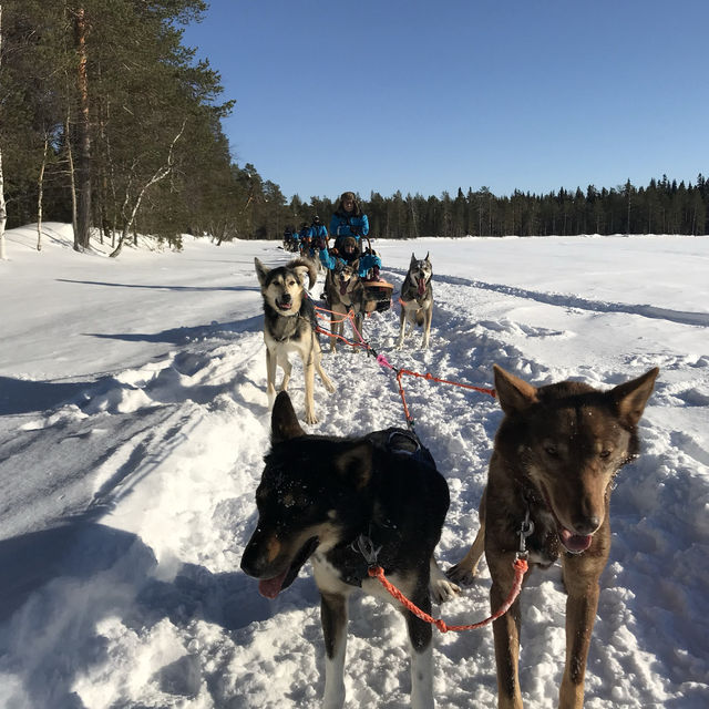 Bearhill Husky 