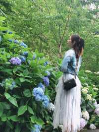 繍球花季景點 杉林溪森林遊樂園