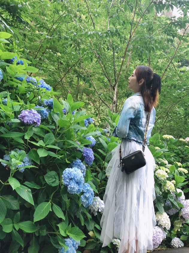 繍球花季景點 杉林溪森林遊樂園