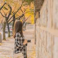 🍂가을을 느끼기 좋은 경주스러운 곳 [경주, 대릉원 돌담길]