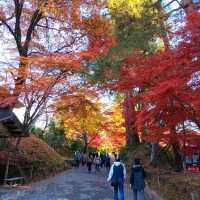 岩手県！世界遺産【平泉】中尊寺圧巻の紅葉