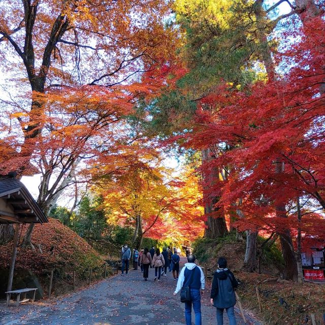 岩手県！世界遺産【平泉】中尊寺圧巻の紅葉