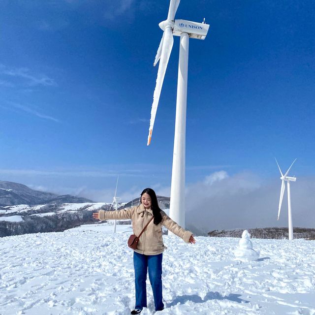 눈오면 달려가야 할 곳 ! 대관령 삼양목장 🌨