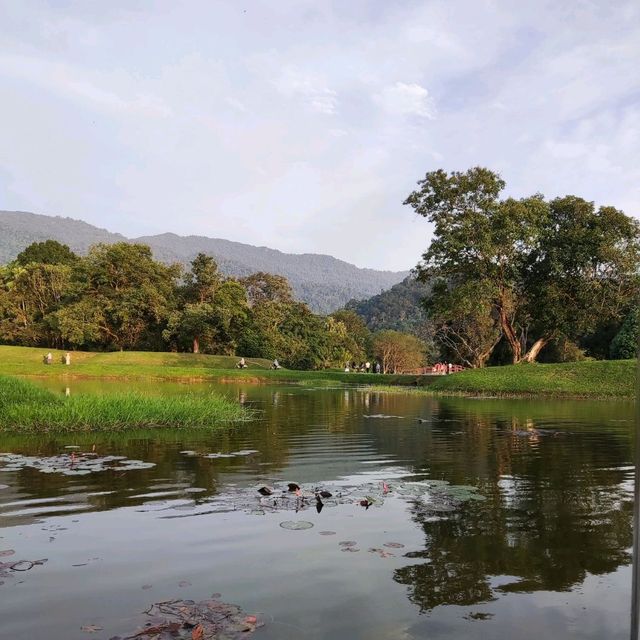 Riding Paddle Boat in Taiping Lake Gardens