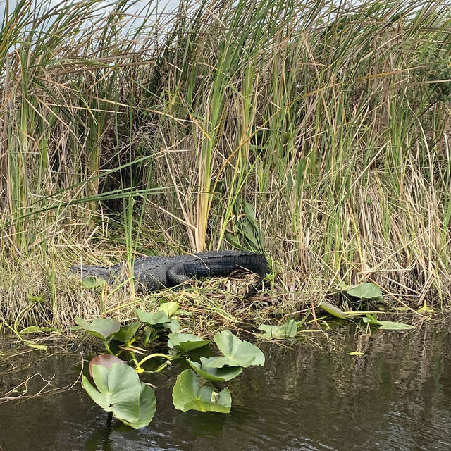 Everglades, Orlando