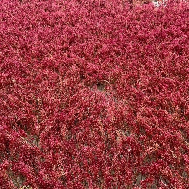 Red Beach in Panjin - China