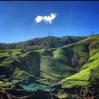 Tea Plantations at Nuwara Eliya | Sri Lanka 